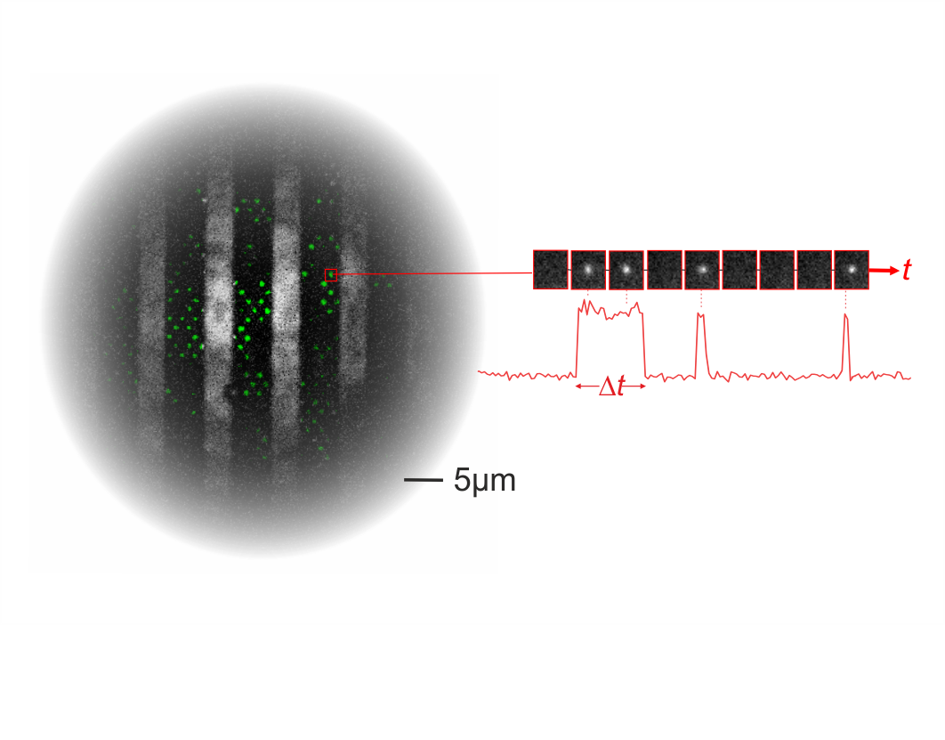 pocket trace 3